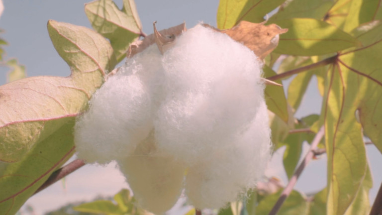 Fujiyama Cotton: Image 7